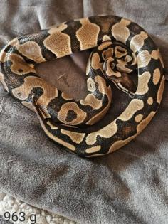 Königspython NZ 2024 Axanthic TSK / Pied