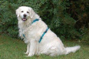 WHITHE AMY - weiblich 9 Jahre 55 cm 36 kg Golden Retriever Gechipt Kastriert Mit