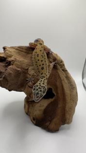 Leopardgecko 1.13.16
