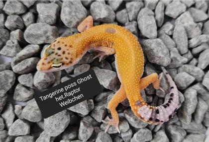 Tolle Leopardgecko Jungtiere aus 2024