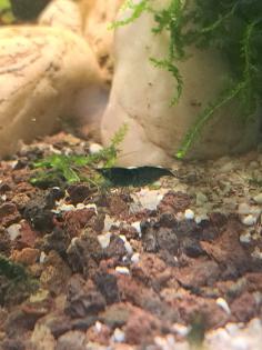 Neocaridina davidi Dark GreenJade  (Süßwasser Garnelen)