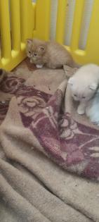 Zuckersüße Main coon/ Perser Kitten