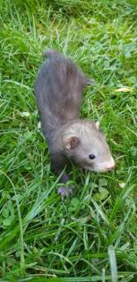 Frettchen Jungtiere