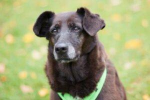 SANA - weiblich  7 Jahre  45 cm  19 kg  Mix  Gechipt  Kastriert