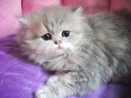 Bezaubernde Perserkater blue golden tabby 8,5 Wochen alt mit Stammbaum super ver