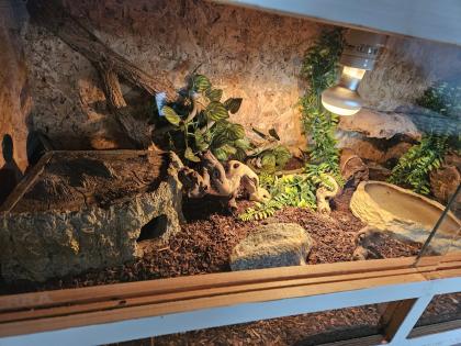 Königspython (Python regius)