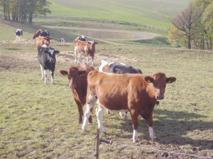 Helfen Sie mit, Colostrum bekannt zu machen!