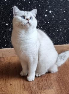 Deckkater Stammbaum blauen Augen BKH Farbe seal-silver-shaded-point ns 11-33