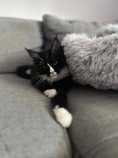 Wunderschöner Maine Coon Kater sucht seine Menschen
