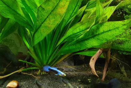 Guppys zu verschenken (Babys) Aquarienfische