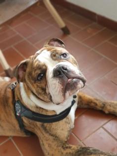 Big Boy Bruno sucht ein neues Zuhause