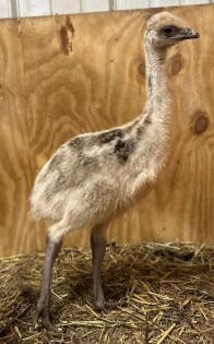 Dromaius novaehollandiae (Emu)