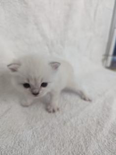 Sechs süße BKH Kitten geb. 06.05.23 suchen ab Ende Juli ein neues Zuhause