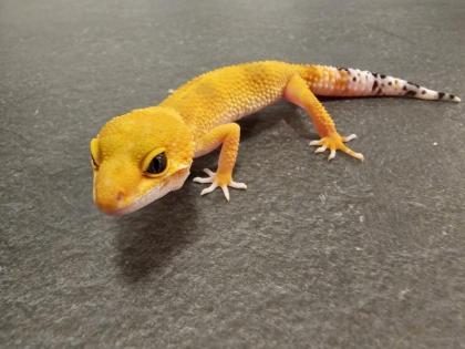 Biete Leopardgecko Nachzuchten 2024 und 2024 (Eublepharis macularius) bei Hambur