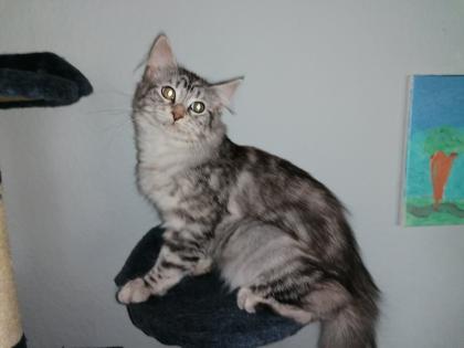 Gebe 3 Maine Coon mix Kitten ab