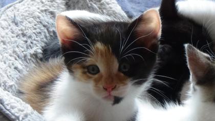 Kitten suchen ihr Zuhause