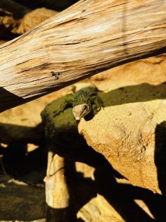 Stachelschwanzwaran (Varanus acanthurus) männlich, ca. 5 Jahre alt