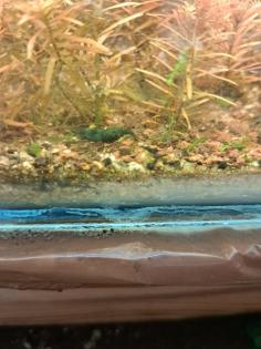 Neocaridina davidi Dark GreenJade  (Süßwasser Garnelen)