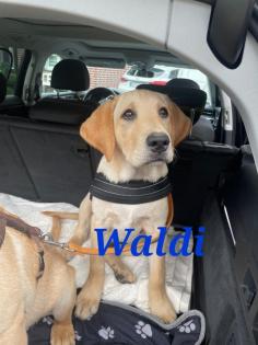 Unsere süßen Labrador Welpen