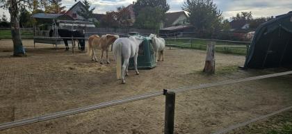 Offenstallplatz frei