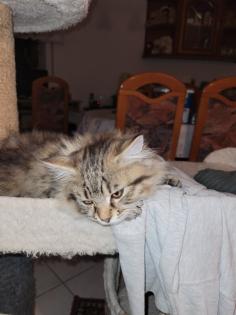 Main coon Mischlinge 4×