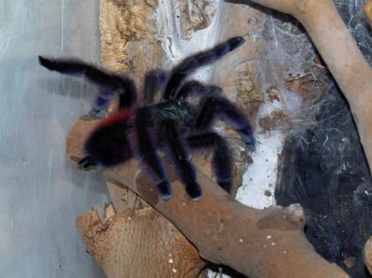 Avicularia versicolor / Caribena versicolor -- Weibchen adult -- mit Terrarium