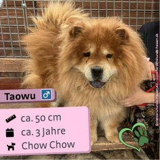 Taowu (m), Chow Chow, 3 Jahre, 50cm, Slowakei (NB)
