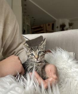 Russisch Blau Mix Kitten