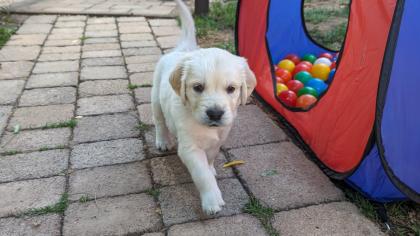 Golden Retriever Junge reinrassig