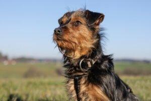 KALINKA - Yorki-Mix; weiblich, 1 Jahr, 25 cm, 3.1 kg, Gechipt, Kastriert