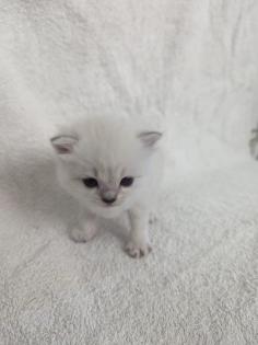 Sechs süße BKH Kitten geb. 06.05.23 suchen ab Ende Juli ein neues Zuhause