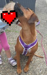 Wurfplanung  rhodesian ridgeback