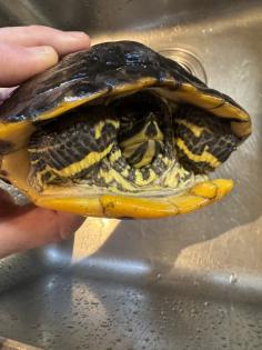 Wasserschildkröte Trachemys Scripta Scripta