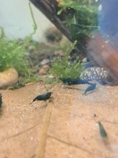 Neocaridina davidi Dark GreenJade  (Süßwasser Garnelen)