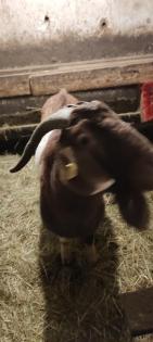 Burenziegen 1Bock & 1 tragende Ziege
