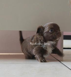 Chihuahuawelpen in lang & kurzhaar