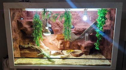 Bartagame mit Terrarium und Technik