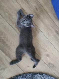 Kater , grau  4,5 Monate