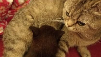 BKH/EHK Mix Kater ab 18.10 abgabebereit