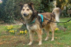 JOVI - männlich  3 Jahre  58 cm  28 kg  Collie-Mix  Gechipt  Kastriert