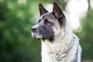 KENDO -  männlich  3 Jahre  69 cm  36 kg  American Akita  Gechipt  Kastriert