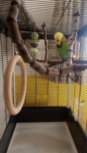 Wellensittich Leo sucht neues Zuhause