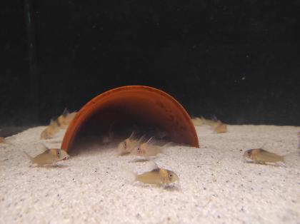 25x Corydoras Burgessi 3,5 - 4 cm **Rarität**