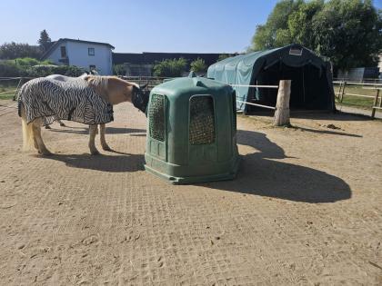 Offenstallplatz frei