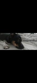 *Hündin (5 Monate jung) sucht Zuhause*