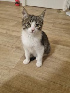 Süßes Kitten sucht ein liebevolles Zuhause!