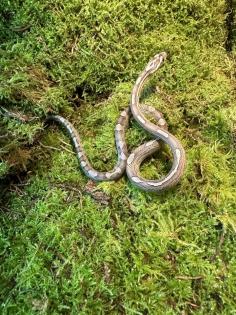 0,1 Anery Caramel Motley