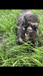 Katze Dori sucht ein liebevolles Zuhause …