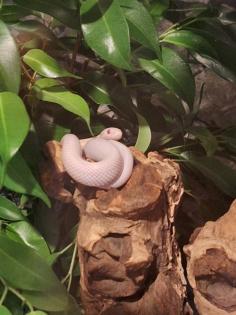 Kornnatter Schlangen