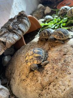 Griechische Landschildkröten, NZ 2024